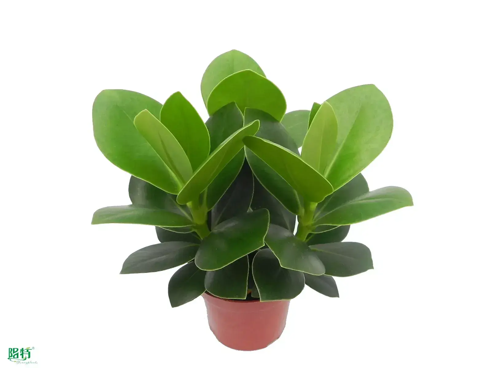 Youngplants |  young plants clusia  1