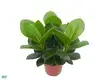 Youngplants |  young plants clusia  1