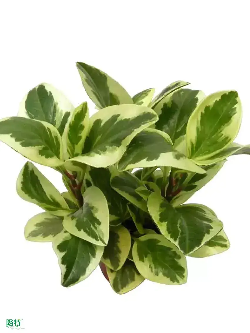 Youngplants |  raindrop peperomia  1