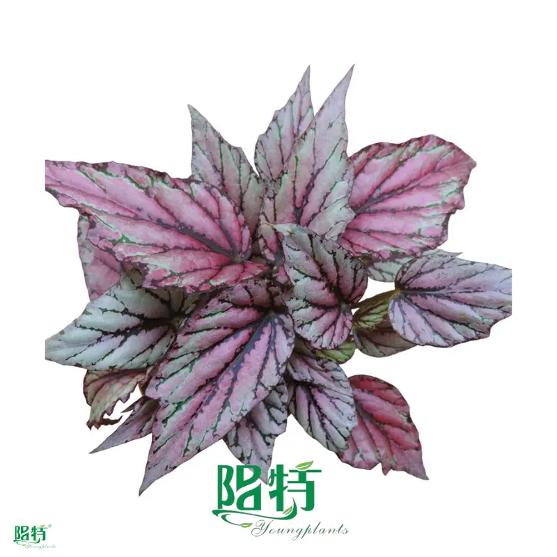 Custom clusia  Manufacturer | Youngplants1 1