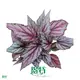 Custom clusia  Manufacturer | Youngplants1 1