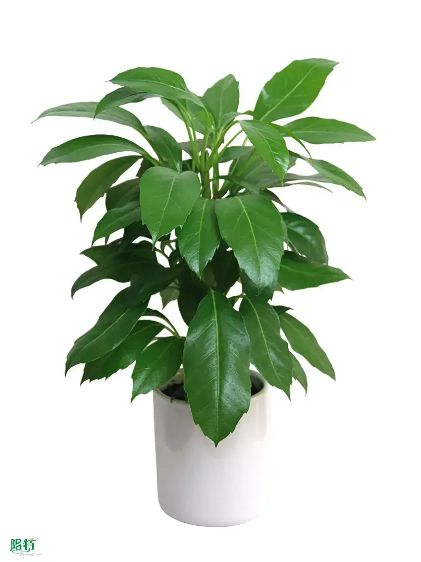 Youngplants |  alpine schefflera  1