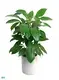 Youngplants |  alpine schefflera  1