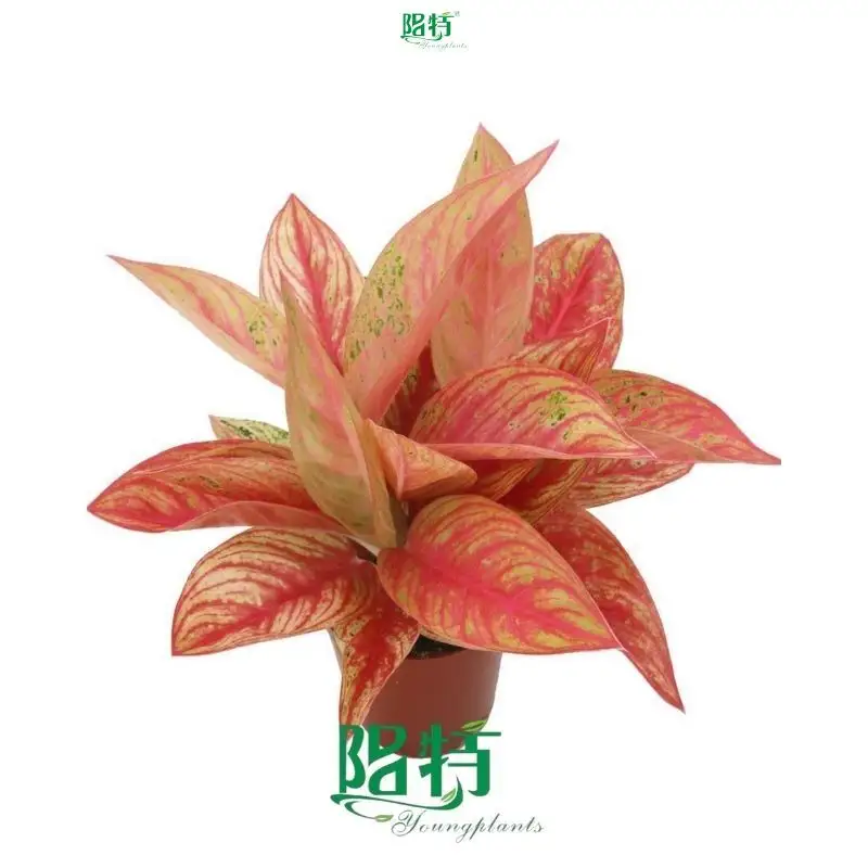  aglaonema  | Youngplants 1