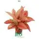  aglaonema  | Youngplants 1