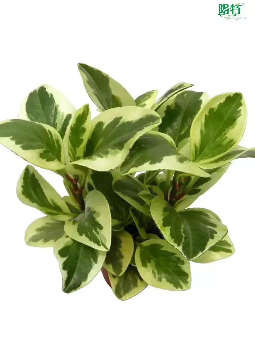 Youngplants |  peperomia orba  1