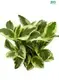 Youngplants |  peperomia orba  1