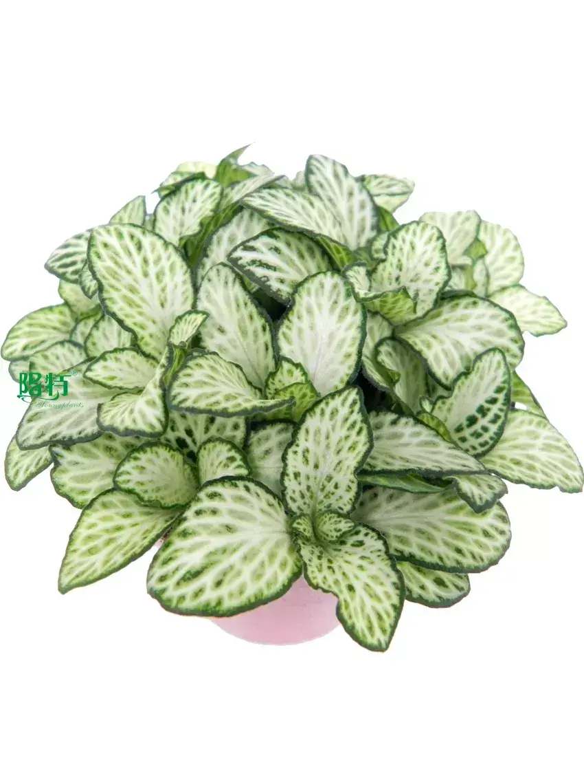 fittonia mix  | Youngplants 1