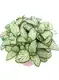  fittonia mix  | Youngplants 1