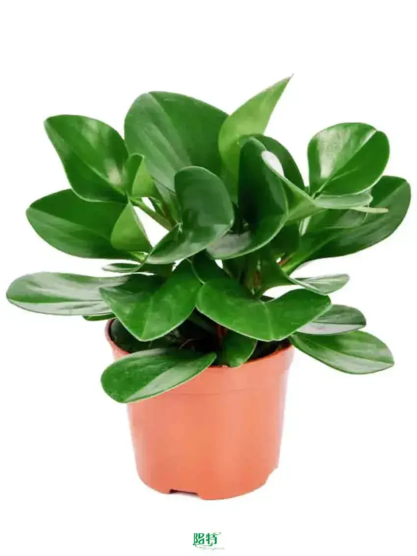 Youngplants |  live caladium plants  1