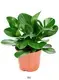 Youngplants |  live caladium plants  1