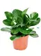 Youngplants |  peperomia polybotrya  1