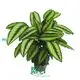 stromanthe at Wholesale Prices | Youngplants1 1