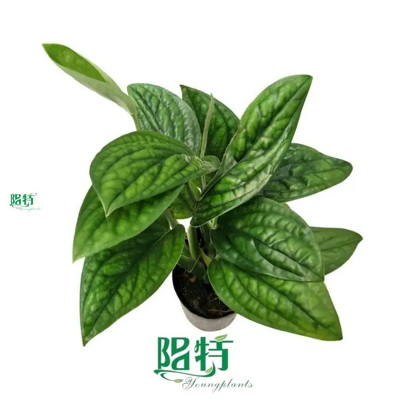 how to grow monstera deliciosa at Wholesale Prices | Youngplants1 1