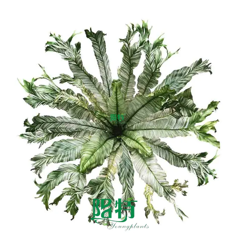  Fly capture plants  | Youngplants 1