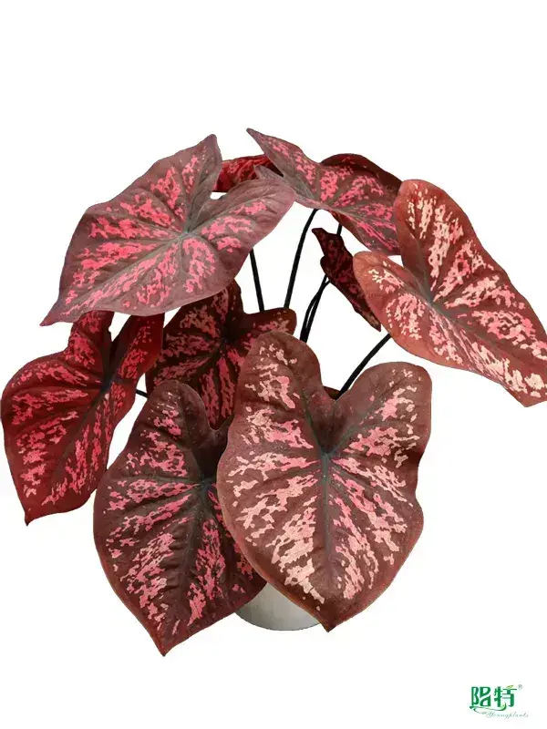 Youngplants |  caladium lindenii 1 1