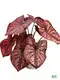 Youngplants |  caladium lindenii 1 1