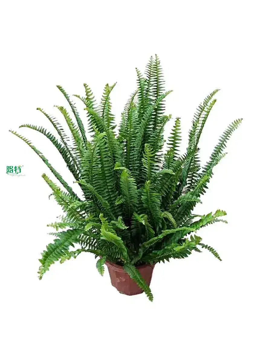 Youngplants |  how to propagate tree ferns 1 1
