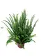 Youngplants |  how to propagate tree ferns 1 1