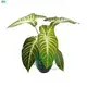 Custom xanthosoma varieties  Manufacturer | Youngplants 1