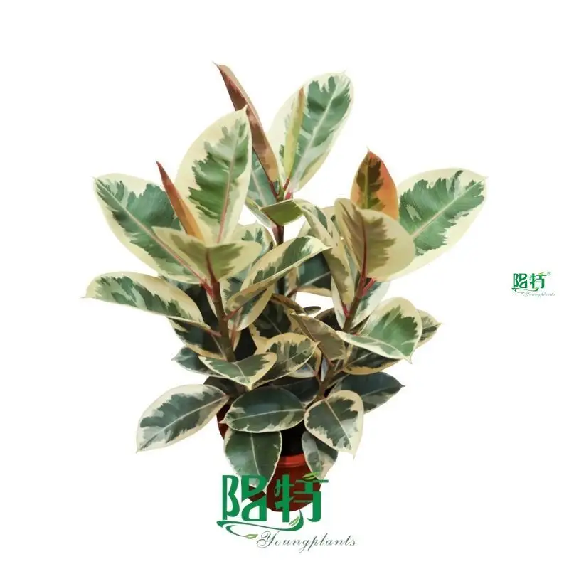 ficus bonsai tree at Wholesale Prices | Youngplants 1