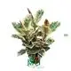 ficus bonsai tree at Wholesale Prices | Youngplants 1