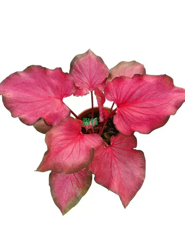caladium plant at Wholesale Prices | Youngplants 1
