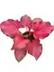 caladium plant at Wholesale Prices | Youngplants 1