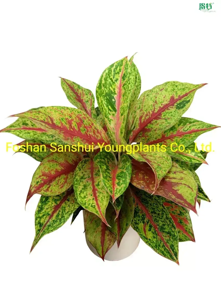  Wholesale young plant  | Youngplants 1