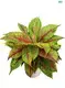  Wholesale young plant  | Youngplants 1