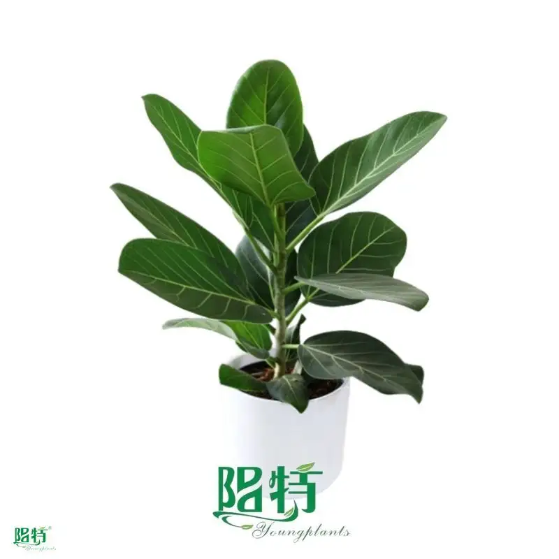  bonsai ficus  | Youngplants1 1