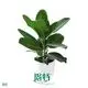  bonsai ficus  | Youngplants1 1