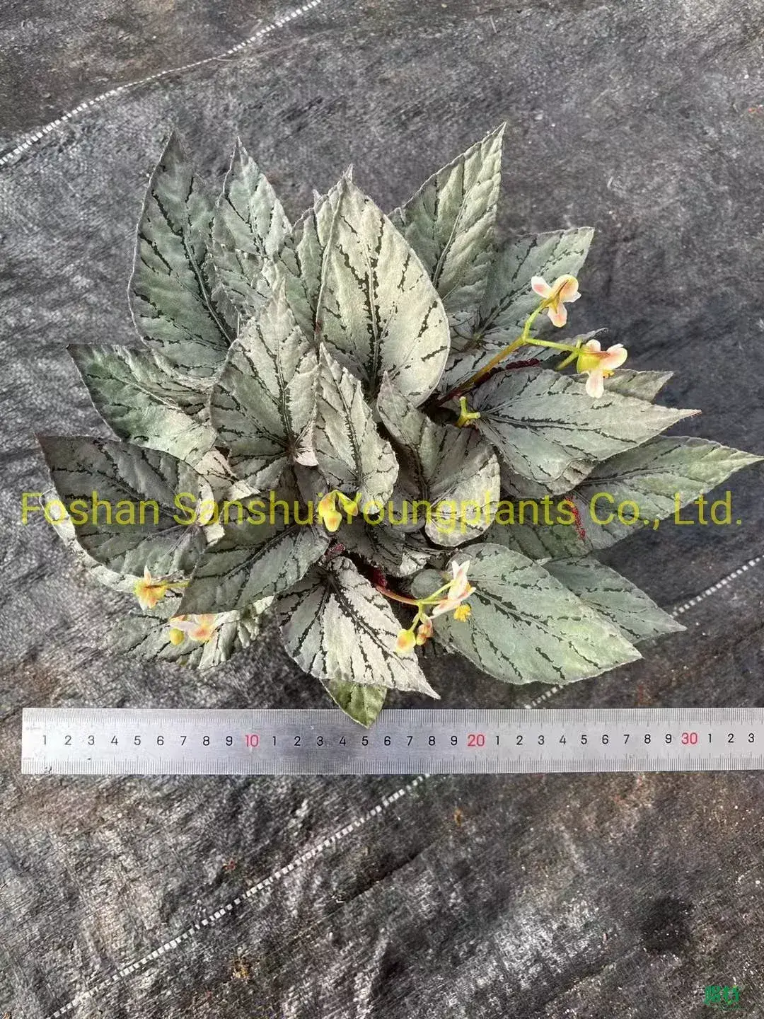 Custom begonia rex  Manufacturer | Youngplants2 1