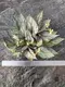 Custom begonia rex  Manufacturer | Youngplants2 1