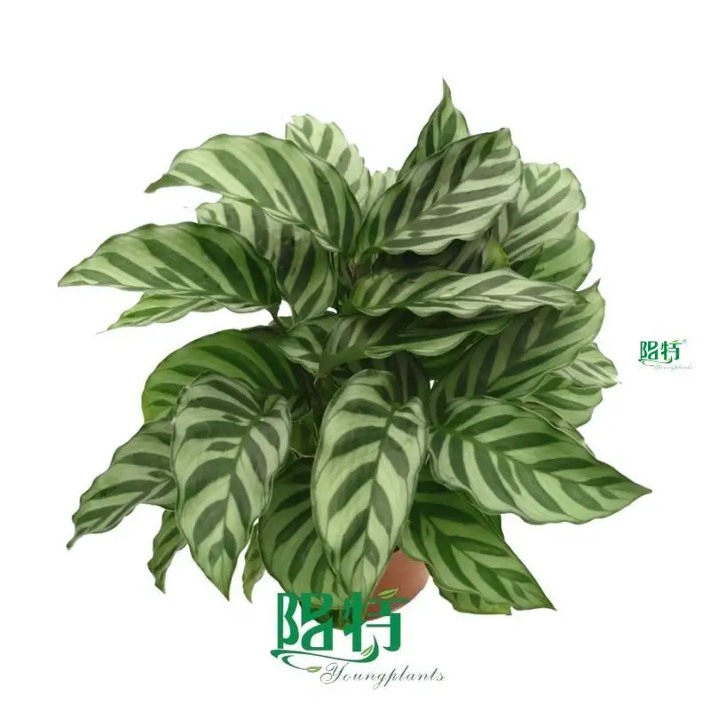 Youngplants |  prayer plant watering  1