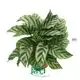 Youngplants |  prayer plant watering  1