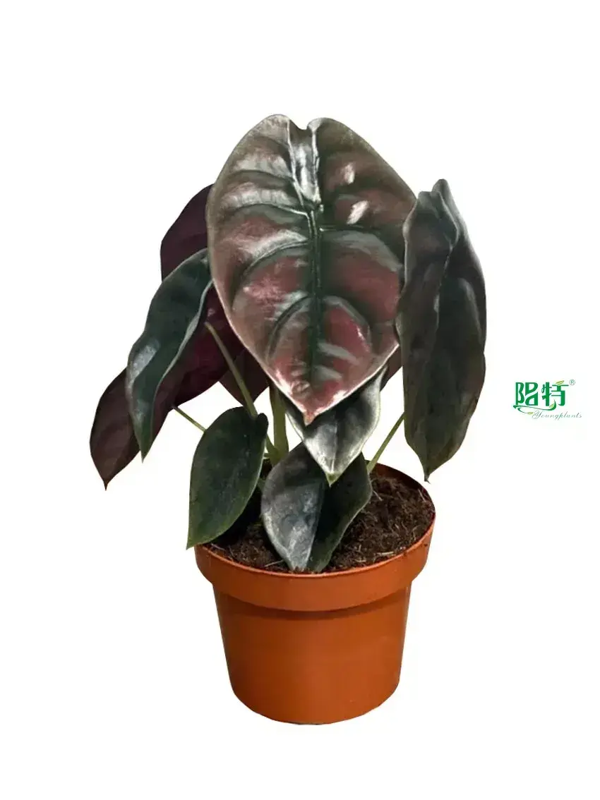 Custom alocasia propagation  Manufacturer | Youngplants1 1