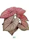 Custom live caladium plants for sale  Manufacturer | Youngplants 1