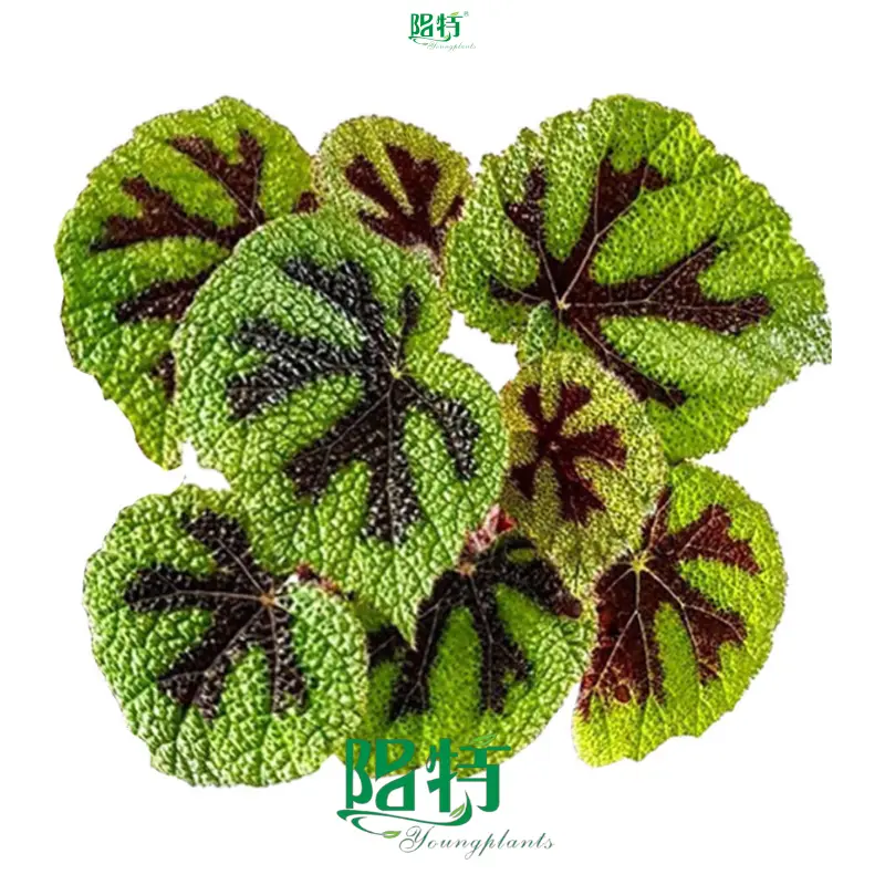 begonia houseplant at Wholesale Prices | Youngplants1 1