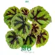 begonia houseplant at Wholesale Prices | Youngplants1 1