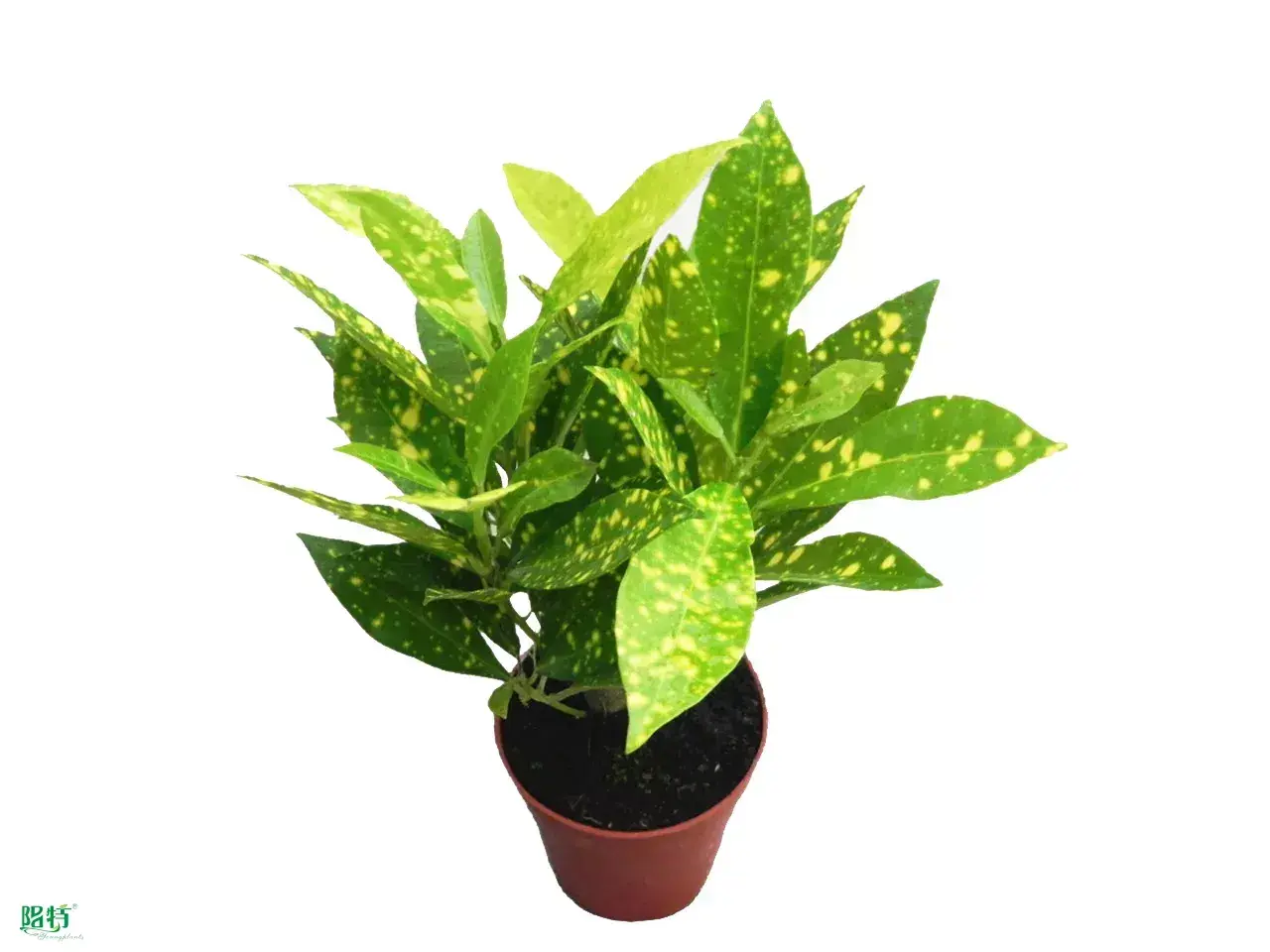 Youngplants |  woody plants  1
