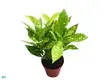 Youngplants |  woody plants  1