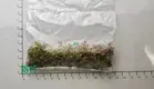 fittonia at Wholesale Prices | Youngplants1 1
