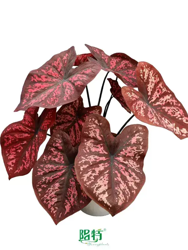 caladium bicolor  | Youngplants 1