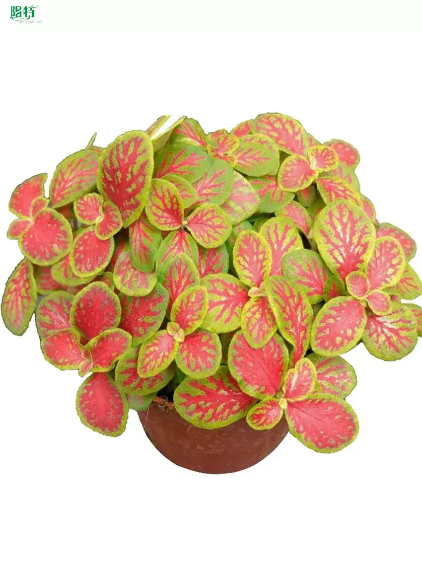 Youngplants |  fittonia plant  1