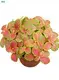 Youngplants |  fittonia plant  1