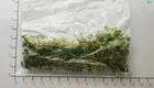 Custom fittonia argyroneura care  Manufacturer | Youngplants 1