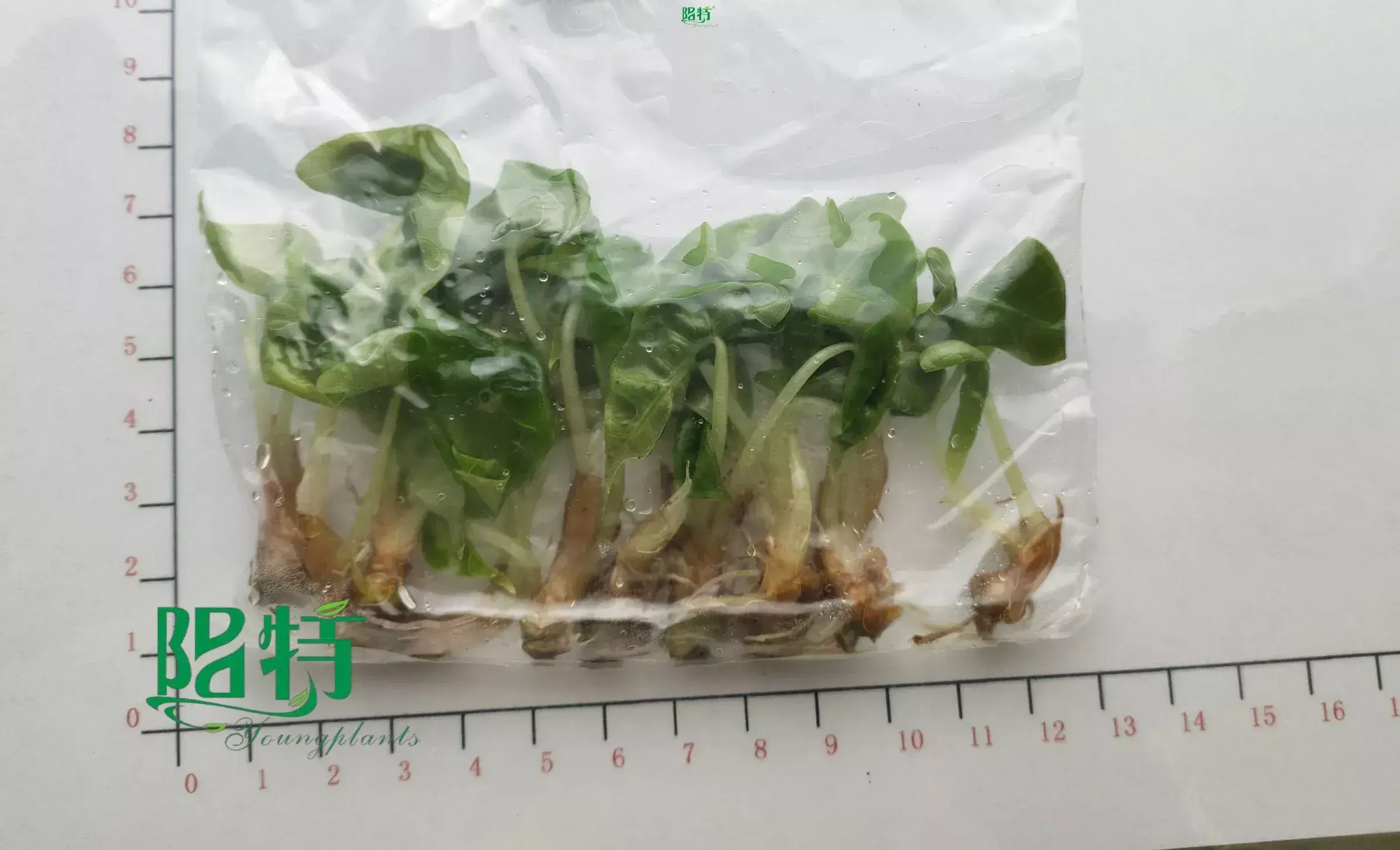 Youngplants |  xanthosoma plug plants 1 1