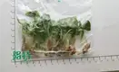 Youngplants |  xanthosoma plug plants 1 1