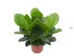  xanthosoma plug plants  | Youngplants 1